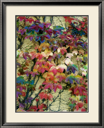 Variegation Of The Vines Ii by Soderberg Pricing Limited Edition Print image