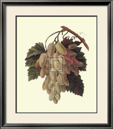 Grapes by Pierre-Joseph Redoute Pricing Limited Edition Print image