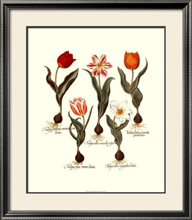 Tulips I by Basilius Besler Pricing Limited Edition Print image