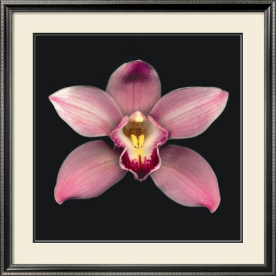 Cymbidium by Harold Feinstein Pricing Limited Edition Print image