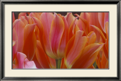 Tulips by Robin Constable Hanson Pricing Limited Edition Print image