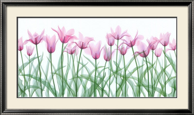 Floral Delight Ii by Jim Wehtje Pricing Limited Edition Print image