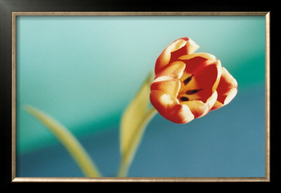 Tulip by Ella Doran Pricing Limited Edition Print image
