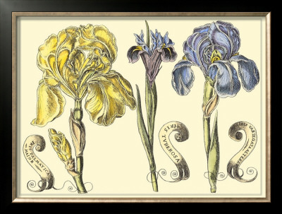 Iris In Bloom I by Langlois Pricing Limited Edition Print image