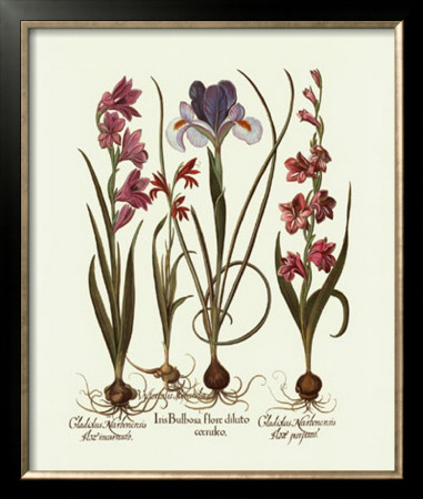 Iris Ii by Basilius Besler Pricing Limited Edition Print image