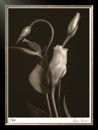 White Lisianthus I by Donna Geissler Pricing Limited Edition Print image