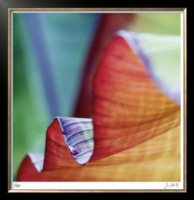 Banana Leaves Iii by Joy Doherty Pricing Limited Edition Print image