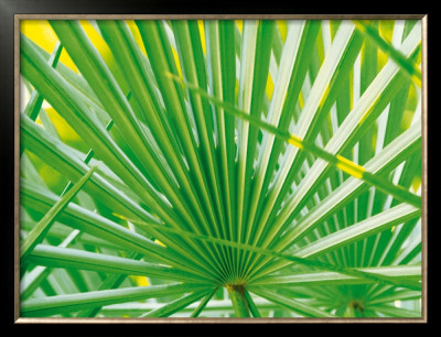 Palm Leaf by Jan Lens Pricing Limited Edition Print image