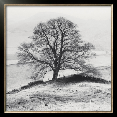 Misty Tree, Peak District, England by Dave Butcher Pricing Limited Edition Print image