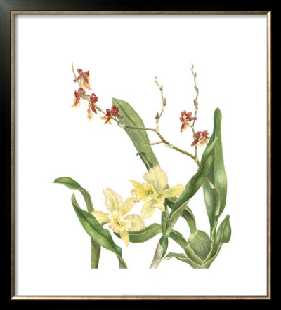 Orchid Ii by Pamela Shirley Pricing Limited Edition Print image