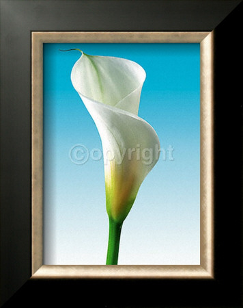 Turquoise Callas Trilogy Iii by Inka Vogel Pricing Limited Edition Print image