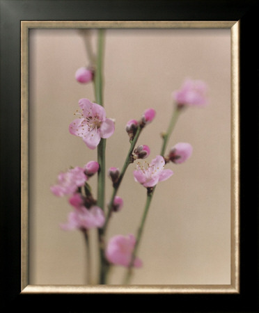 Peach Blossom by Natalie Lane Pricing Limited Edition Print image