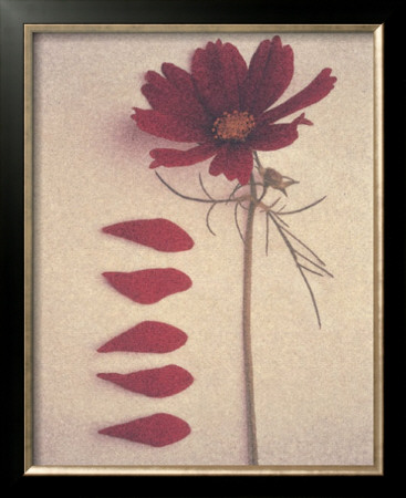 Cosmos Petals by Deborah Schenck Pricing Limited Edition Print image