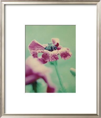 The Garden by Suet Pricing Limited Edition Print image