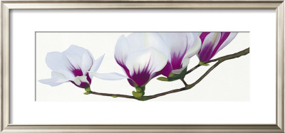 Magnolia by Stephanie Andrew Pricing Limited Edition Print image