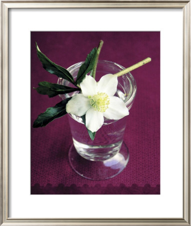 White Hellebore by Amelie Vuillon Pricing Limited Edition Print image