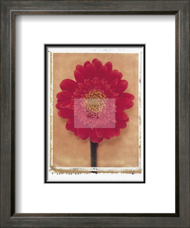 Gerbera by Scott Morrish Pricing Limited Edition Print image