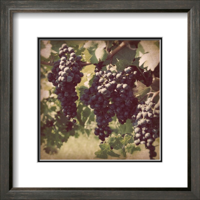 Vintage Grape Vines Iii by Jason Johnson Pricing Limited Edition Print image