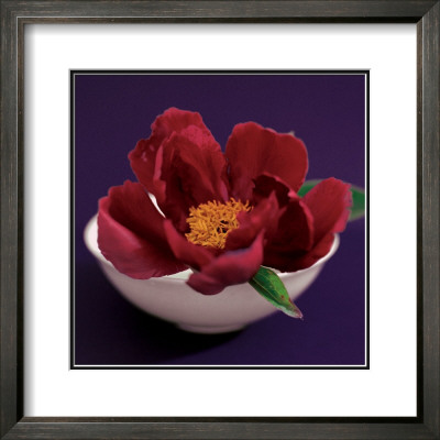 Peony by Carolina Ambida Pricing Limited Edition Print image