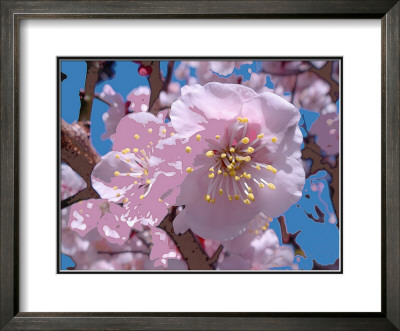 Japanese Cherry Blossom by Yuki Hearn Pricing Limited Edition Print image