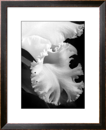 White Orchid by Charlie Morey Pricing Limited Edition Print image