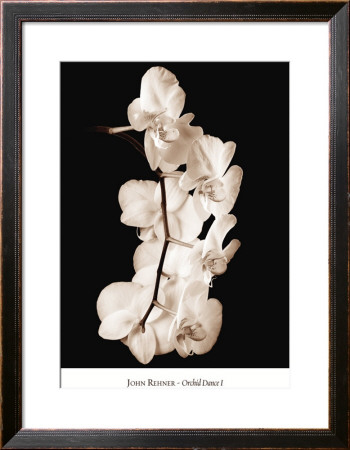 Orchid Dance I by John Rehner Pricing Limited Edition Print image