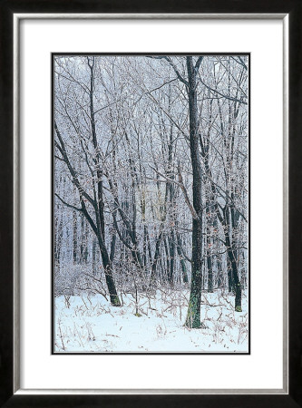 Woodland Snow I by Adam Brock Pricing Limited Edition Print image