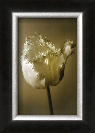 Tulip Ii by Chris Sands Pricing Limited Edition Print image