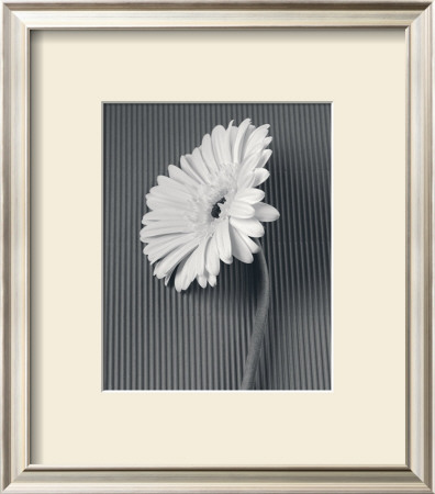 Fresh Cut Gerbera Daisy Ii by Deborah Van Swearingen Pricing Limited Edition Print image