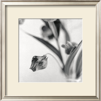 Sandersonia I by Dana Buckley Pricing Limited Edition Print image