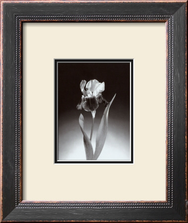 Iris by Elizabeth King Brownd Pricing Limited Edition Print image