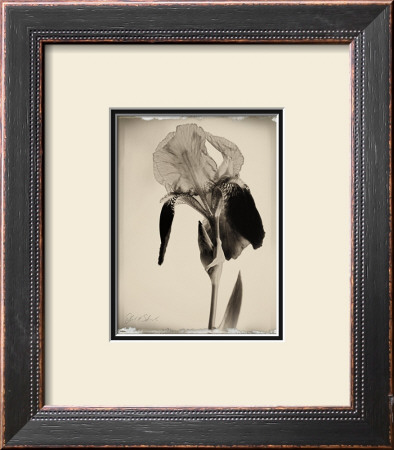 Sepia Iris by Deborah Schenck Pricing Limited Edition Print image