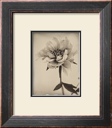 Sepia Peony by Deborah Schenck Pricing Limited Edition Print image