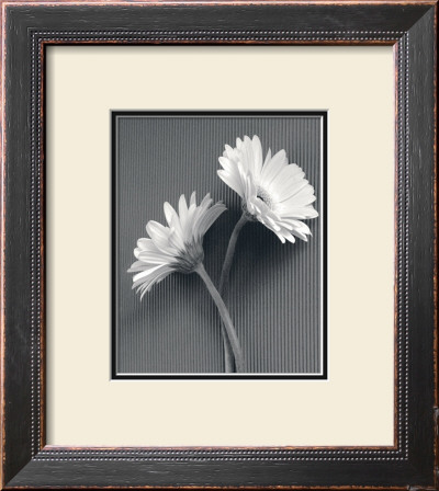 Fresh Cut Gerbera Daisy Iv by Deborah Van Swearingen Pricing Limited Edition Print image