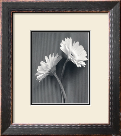 Fresh Cut Gerbera Daisy Iv by Deborah Van Swearingen Pricing Limited Edition Print image