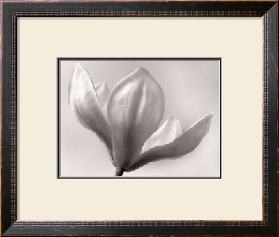 White Magnolia Tree Flower by David Chow Pricing Limited Edition Print image