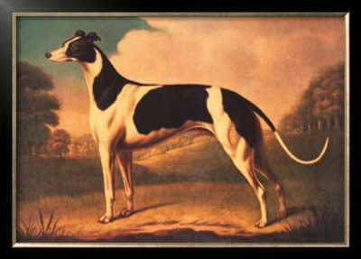 English Greyhound by Benjamin Killingbeck Pricing Limited Edition Print image