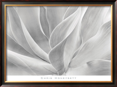 White Agave by Chris Honeysett Pricing Limited Edition Print image