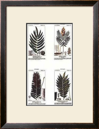 Ferns by Pierre Jean François Turpin Pricing Limited Edition Print image