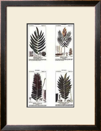 Ferns by Pierre Jean Francois Turpin Pricing Limited Edition Print image