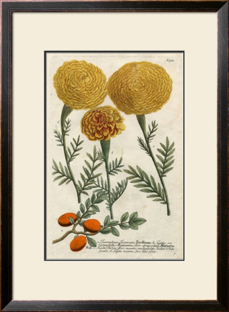 Marigold Magic I by Johann Wilhelm Weinmann Pricing Limited Edition Print image