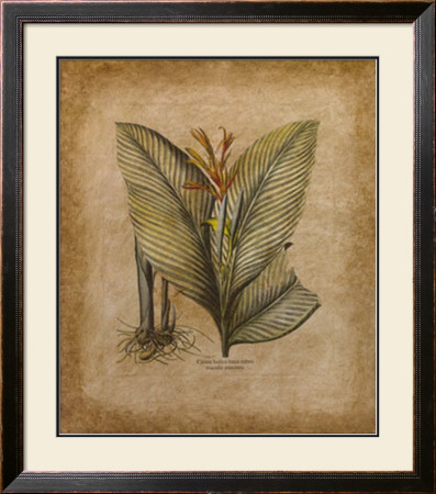 Banyan Botanical Ii by Liu Chang Pricing Limited Edition Print image