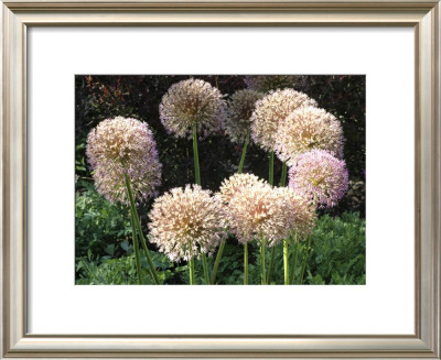 Flower Circle by Dave Palmer Pricing Limited Edition Print image