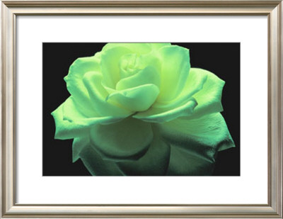 Rose Photography by True Redd Pricing Limited Edition Print image