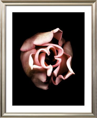 Tulip by Joyce Tenneson Pricing Limited Edition Print image
