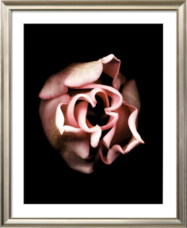 Tulip by Joyce Tenneson Pricing Limited Edition Print image
