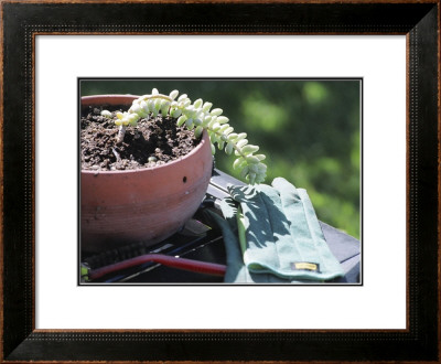 Garden Grow by Dave Palmer Pricing Limited Edition Print image