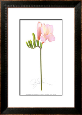 Pink Fresia by Jay Schadler Pricing Limited Edition Print image