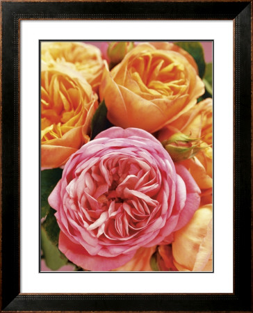 Roses I by Andrea Tilk Pricing Limited Edition Print image