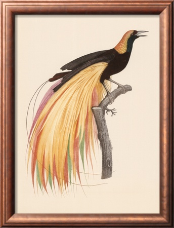 Le Grand Oiseau De Paradis Emeraude by Jacques Barraband Pricing Limited Edition Print image